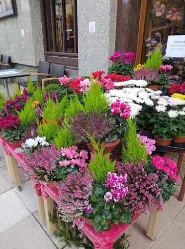 Flores Montserrat - Jaca