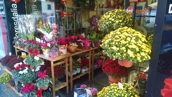 floristeria floresdalia.com
