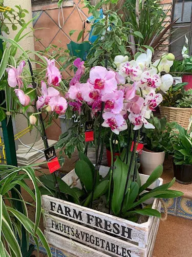 Floristería Vivero Alcázar - Baeza