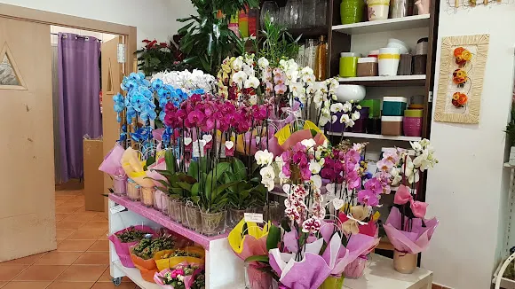 Bambu Floristas