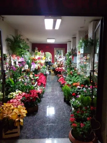 FLORISTERIA HELICONIA