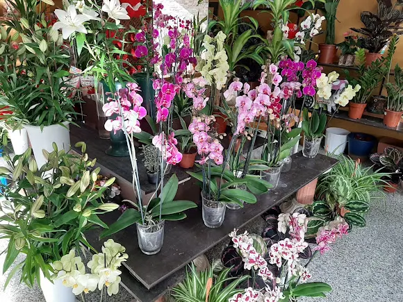 Floristería Dalmaflor