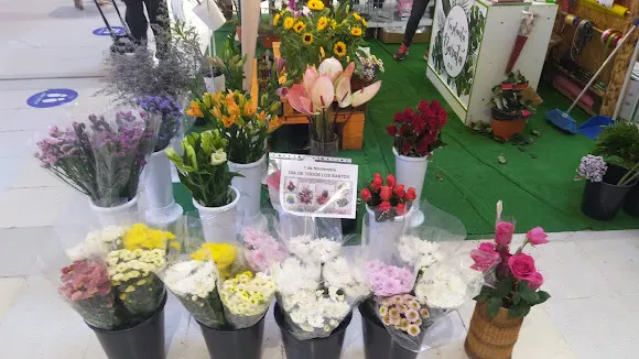 Tu Planta Barata - Floristería en Las Palmas de Gran Canaria