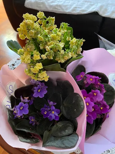 Flores May - León