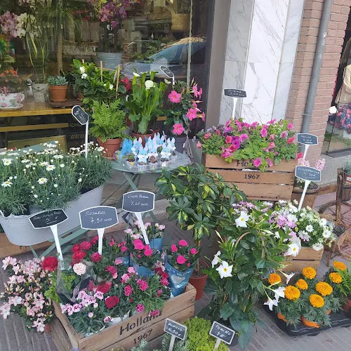 ARROYO FLORISTERIA