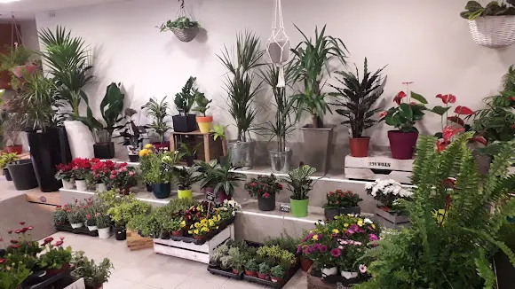 Flors i plantes Rendé Bertran - Solsona