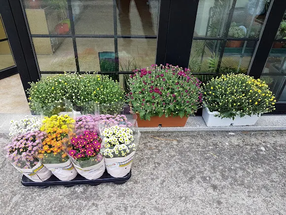 Floristería y Regalo - Viveiro