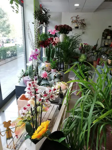 Floristería Verde que te quiero Verde - Floristería en Tres Cantos