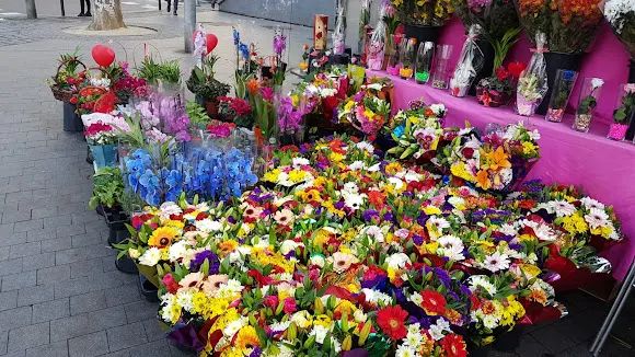 Flores y plantas La esmeralda