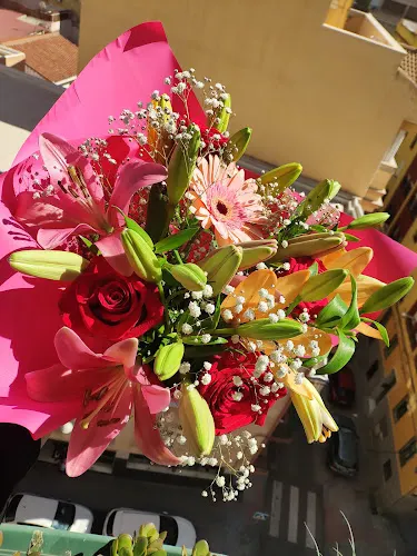 Plantas Toñi