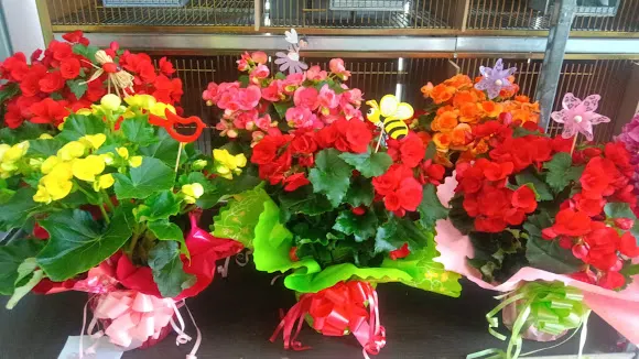 EXPONATURA - Floristería en Los Alcázares