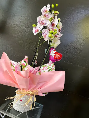 Magnolia Floristas