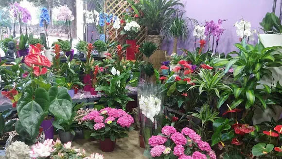 Cyca Floristería - Murcia