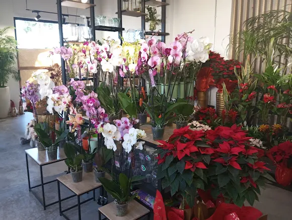 DG Floristas
