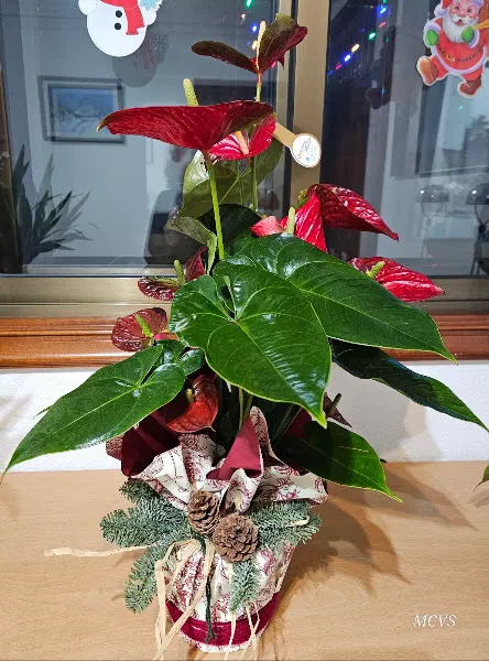 Floraría Xunco - Cuntis