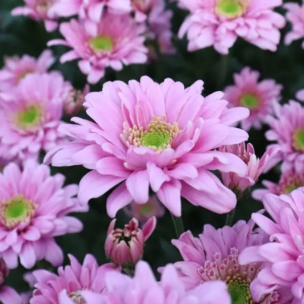 Flores Toxal - A Guarda