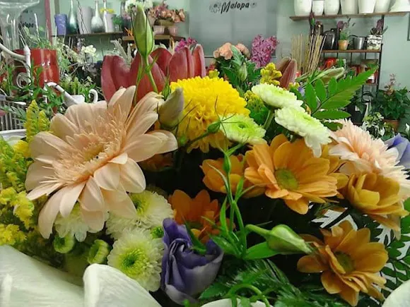 Malopa Florería