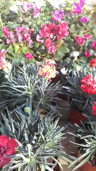 FLORISTERIA MONTELLANO - ESQUEJES CENTRO DE JARDINERIA - Montellano