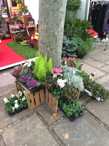 Mis Plantas - Centro de jardinería en Soria