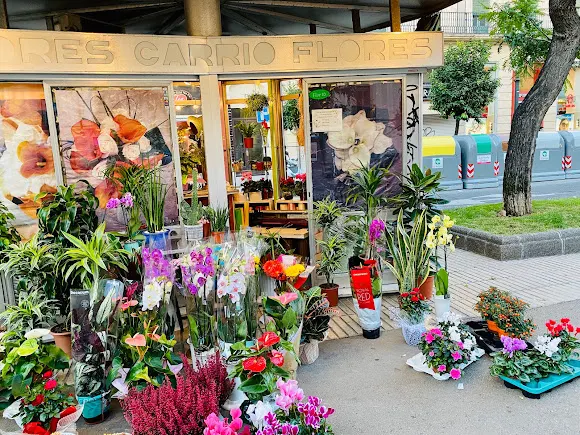 FLORS CARRİÓ