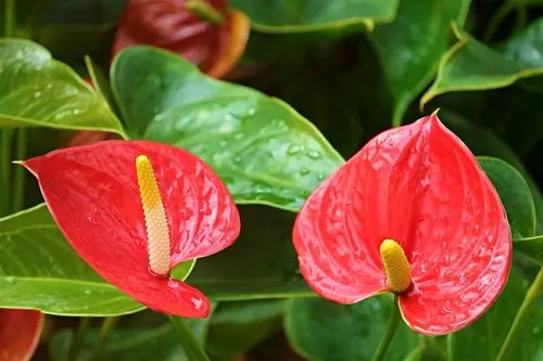 Flores Guzmán S. L. - Tacoronte