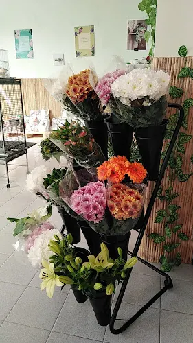 Floristería Maanda - Santa Cruz de la Palma
