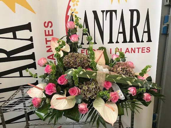 ANTARA FLORS I PLANTES S.L ALGEMESI