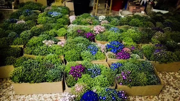 Mar de flors