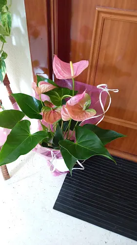Eneritz Interflora - Amorebieta-Etxano
