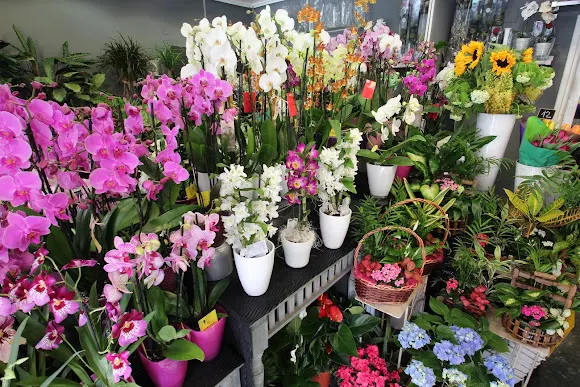 Floristerias Inés Quintana