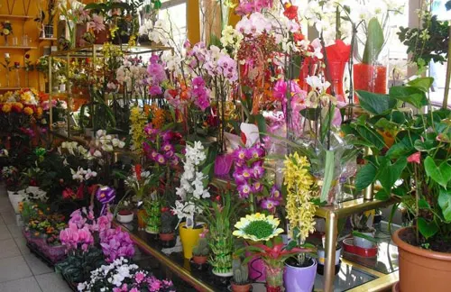 Floristería Pili Casado - Villalpando