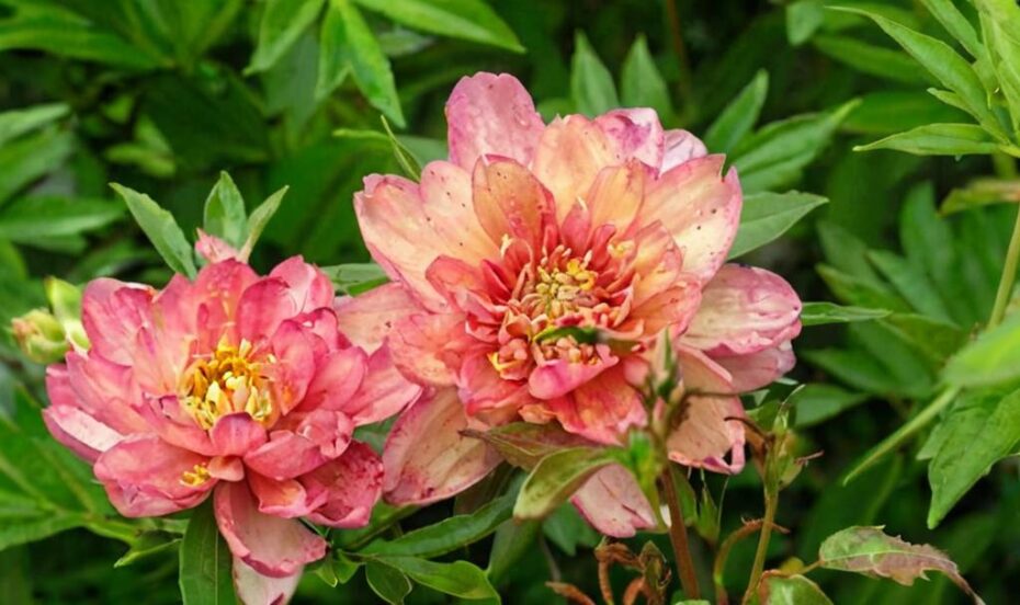 Peonia Itoh Bartzella o Paeonia cora louise