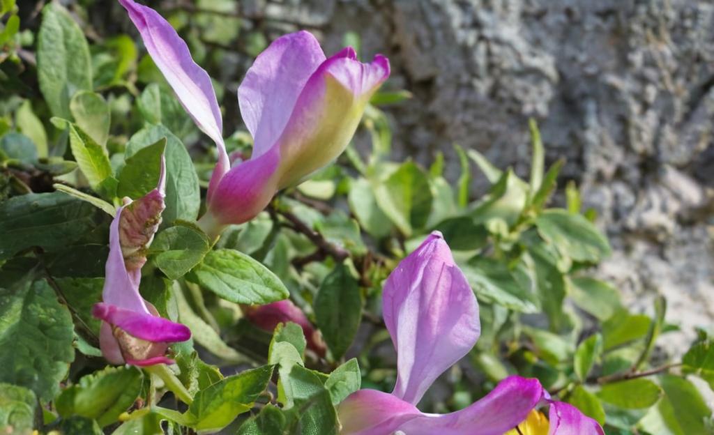 Polygala de Webb: De Marruecos a la península ibérica