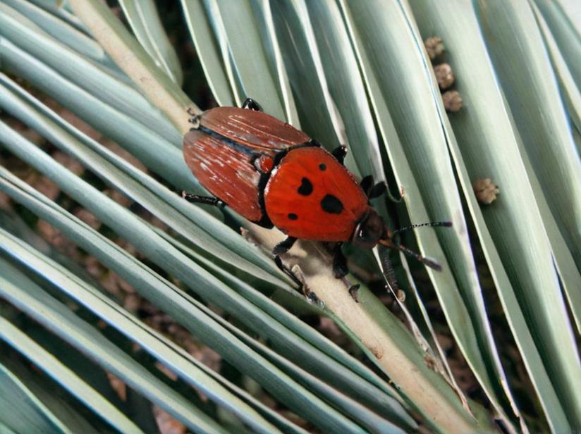 Palmeras: todo sobre estas plantas