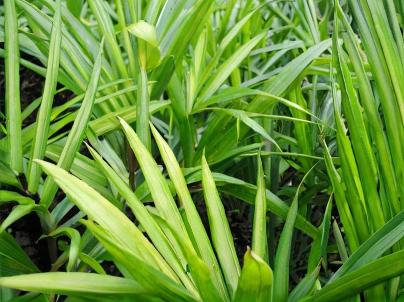 Palmeras: todo sobre estas plantas