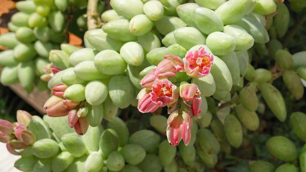 Plantas con formas originales que añadirán un toque único a tu jardín