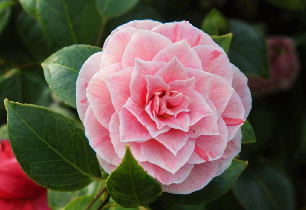 ¿Cuándo florecen las camelias?