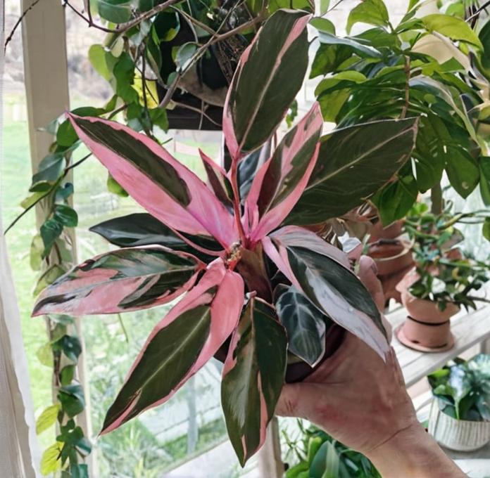 8 plantas con hojas rosadas que debes conocer