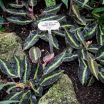 Begonia listada: características y cuidados principales Begonia listada: características y cuidados principales