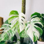Monstera deliciosa variegata: características y cuidados Monstera deliciosa variegata: características y cuidados