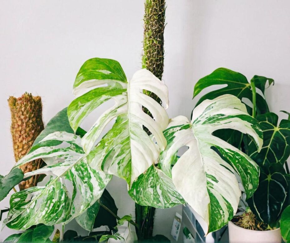 Monstera deliciosa variegata: características y cuidados