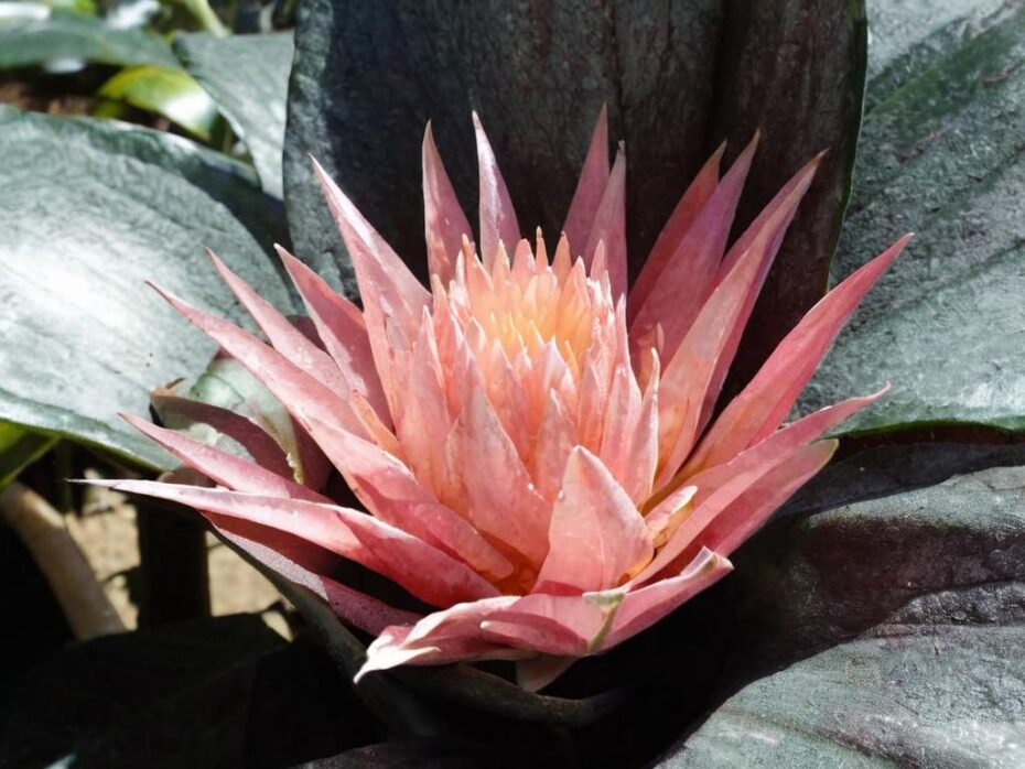 Problemas y soluciones para bromelias: plagas, enfermedades y cuidados