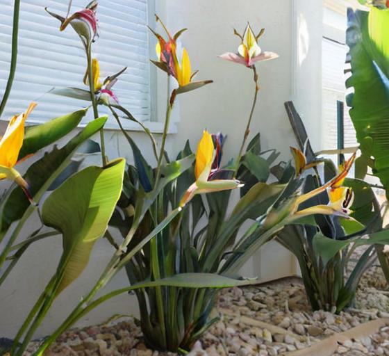 6 plantas que simbolizan suerte y gratitud