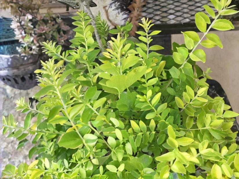 Madreselva de hoja (Lonicera nitida)