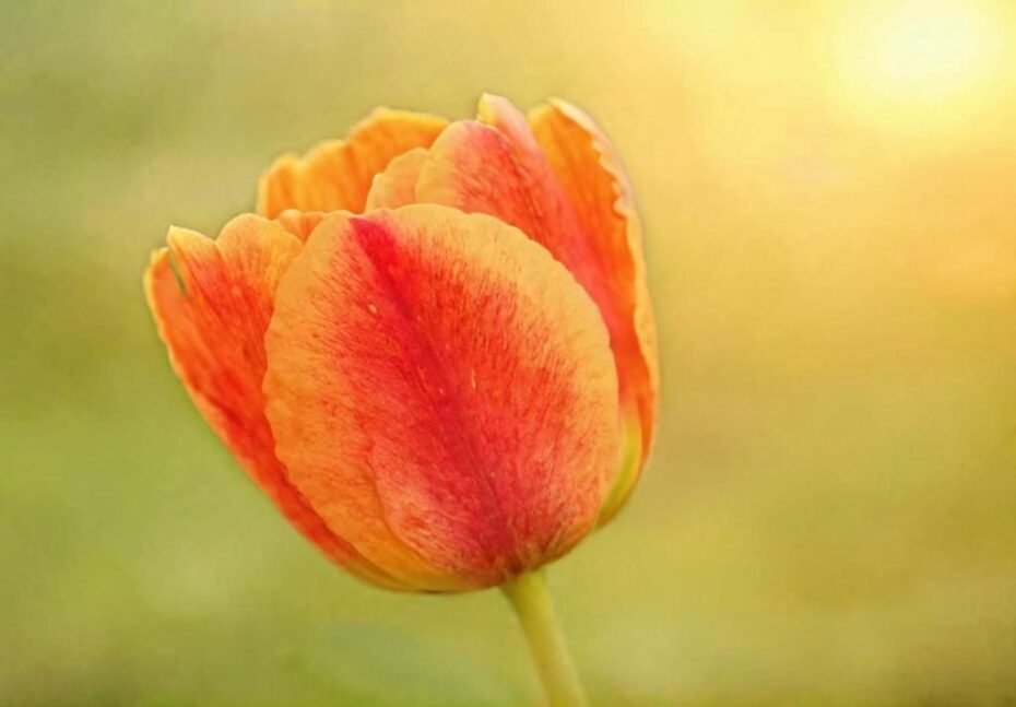 Tulipán Princesa Irene: todo lo que debes saber de él