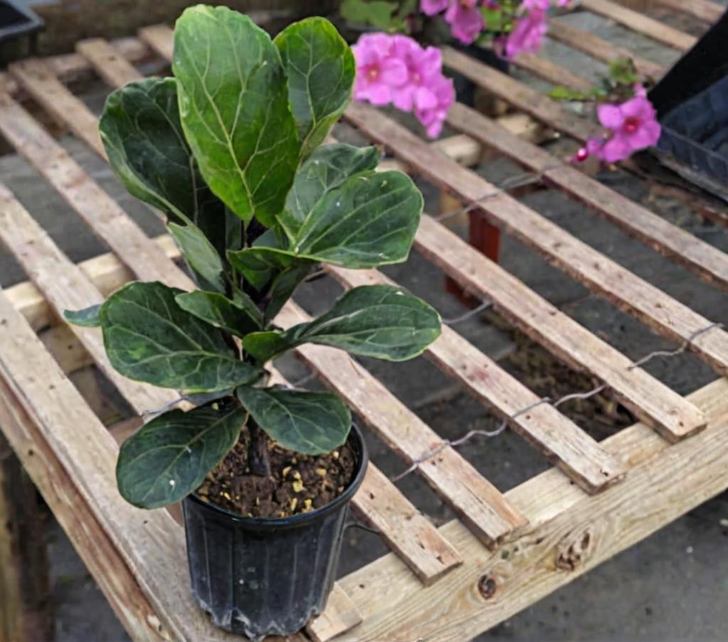 ¿Cómo es el Ficus lyrata bambino?