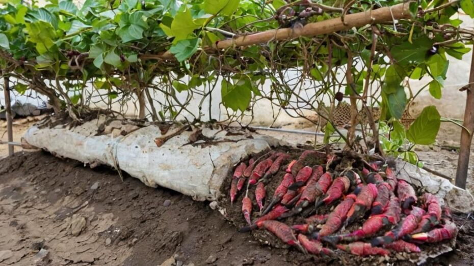 7 Superalimentos que puedes plantar en casa fácilmente