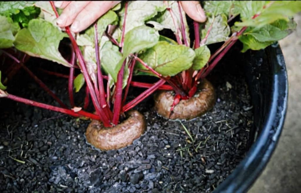 7 Superalimentos que puedes plantar en casa fácilmente