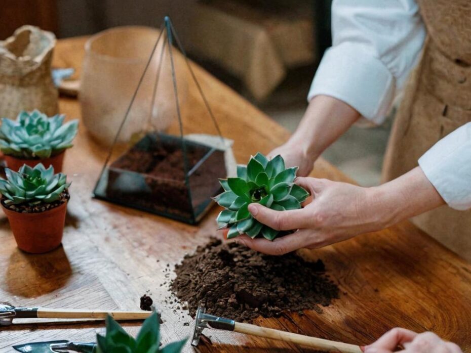 Los 5 errores más comunes al cultivar suculentas y cómo evitarlos