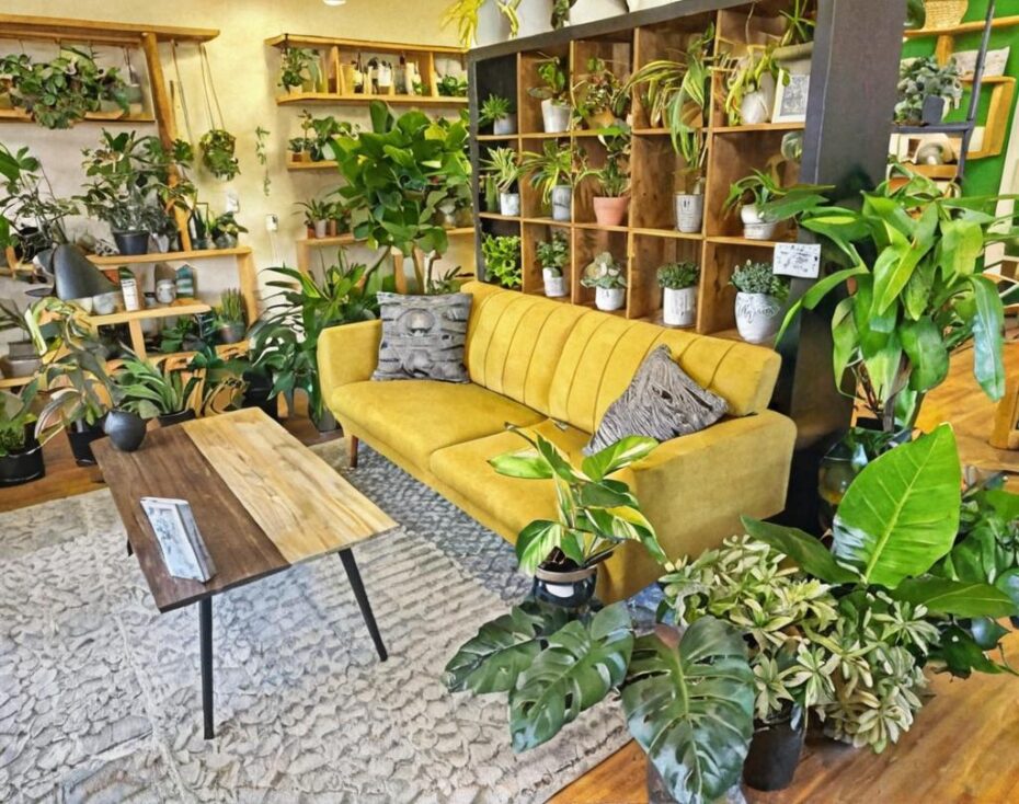 Descubre las 10 plantas que no necesitan agua y embellecen tu hogar
